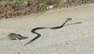 Une maman rat se bat contre un serpent pour sauver son petit