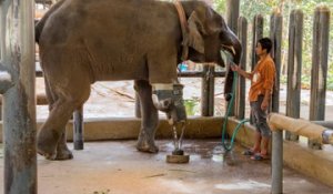 Mosha, la première éléphante d'Asie à recevoir une prothèse