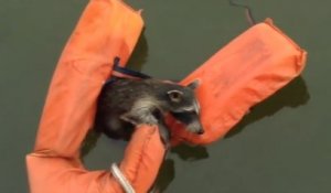 Il sauve un bébé raton laveur tombé à l'eau avec un gilet de sauvetage