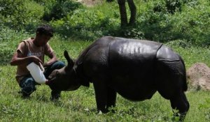 En Inde, de rares rhinocéros sous la menace des braconniers