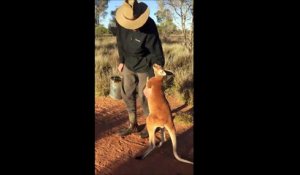 Quand ton kangourou ne veut pas te laisser partir... Aller reste un peu