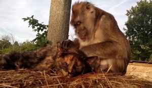 Un macaque inspecte un chat pour s'assurer qu'il n'a ni puce ni tique