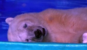 Un ours polaire piégé dans un centre commercial pour faire des selfies avec les visiteurs