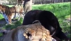 Un ours, un tigre et un lion, sont devenus les meilleurs amis !
