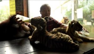 Des bébés tigres font l'attraction d'un zoo de Manille