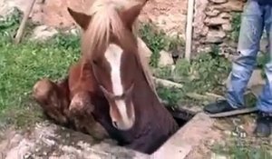Des pompiers sauvent un cheval coincé dans un trou!