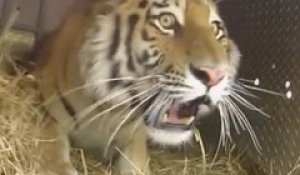 Trois tigres de Sibérie sont relâchés dans la nature