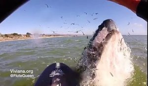 Adrénaline - Surf : Une baleine saute sur une femme en paddle