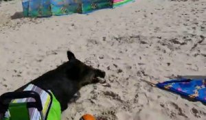 Un sanglier sème la panique sur les plages !