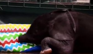 Un bébé éléphant prend son pied dans une piscine gonflable