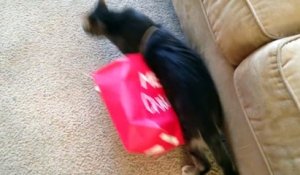 Ce chat s'est coincé dans un sac.. Le pauvre