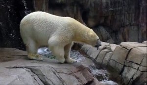 La danse de l'ours polaire!