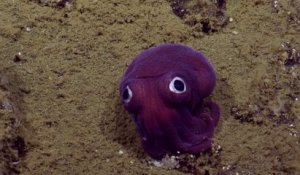 l'animal le plus mignon du monde : Un Stubby Squid repéré au large des côtes de la Californie