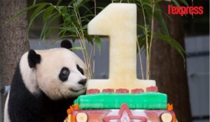 Ce panda géant dévore le gâteau d’anniversaire de son enfant