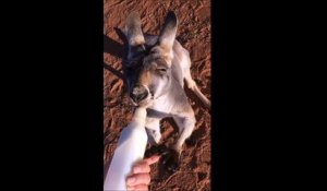 Ce bébé kangourou orphelin tient la main pour boire son biberon