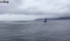 Une baleine fait un saut hors de l'eau sous les yeux de pécheurs ébahit