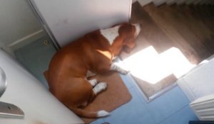 Il se retrouve bloqué dans les toilettes à cause de son chien