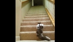 Ce chat handicapé monte l'escalier sur les pattes avant !