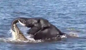 Un crocodile attaque un éléphant en pleine baignade !