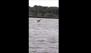 Voici Jesus Deer, le cerf qui marche sur l'eau