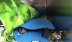 Une maman chat retrouve ses petits après un trajet de 45 kilomètres