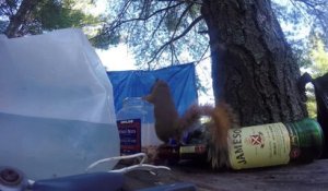 Écureuil pris en flag de vol de cacahuètes!