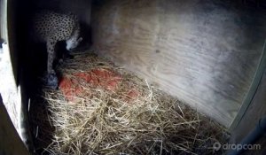 Cette femelle guépard va donner naissance à 2 bébé puis... Miracle!