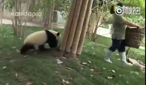Quand des pandas prennent un malin plaisir à tourner en bourrique une femme de ménage !