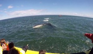 Cette énorme baleine se rapproche d'un bateau la gueule ouverte !