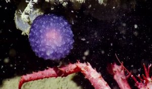 Mystérieuse boule violette au fond de l'océan