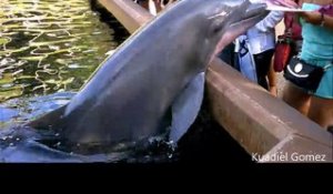 Un dauphin plonge un iPad dans l'eau et arrose la foule