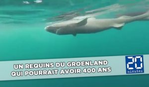 Un requins du Groenland qui pourrait avoir 400 ans