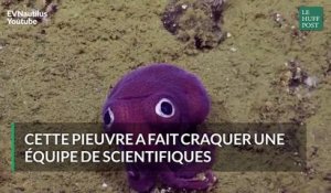 Cette pieuvre violette a fait craquer une équipe de scientifiques