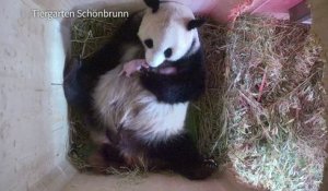 Naissance à Vienne de 2 pandas jumeaux conçus naturellement
