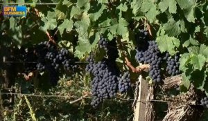 La chute de la livre entraîne une ruée vers le vin de Bordeaux