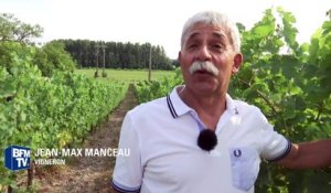 Pas de pénurie pour les vins de Loire malgré le gel et les champignons parasites