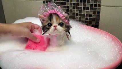 Un adorable chat prend un bain moussant sur Orange Vidéos