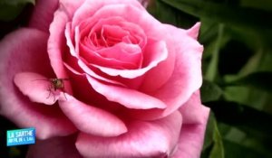 La Sarthe au fil de l'eau : Le Jardin Mosaïque (Asnières sur Vègre)