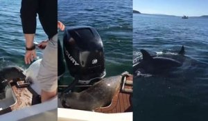 L'étonnante réaction d'un phoque attaqué par des orques au Canada