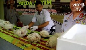 Indonésie: saisie de 657 pangolins congelés