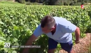 La météo menace la production de vin en France