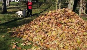 Ce chien adore les feuilles mortes.... ahaha