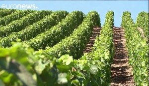 Mauvaise récolte en perspective pour les viticulteurs français