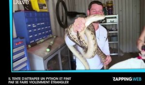 Il tente d'attraper un python et finit par se faire violemment étrangler (vidéo)