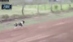 Alors qu'il traversait un rallye, un chien échappe par miracle à la mort
