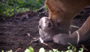 La naissance d'un lionceau dans un zoo de Hongrie