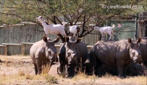 Ces chèvres sont amies avec des rhinocéros et montent sur leur dos !