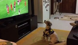 Un chien fan de foot célèbre la victoire de son équipe favorite