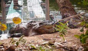 Ce crocodile géant mangeur de vaches capturé en Australie