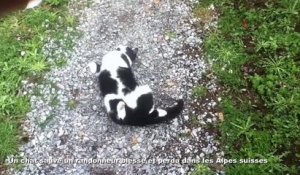 Un chat sauve un randonneur blessé et perdu dans les Alpes suisses